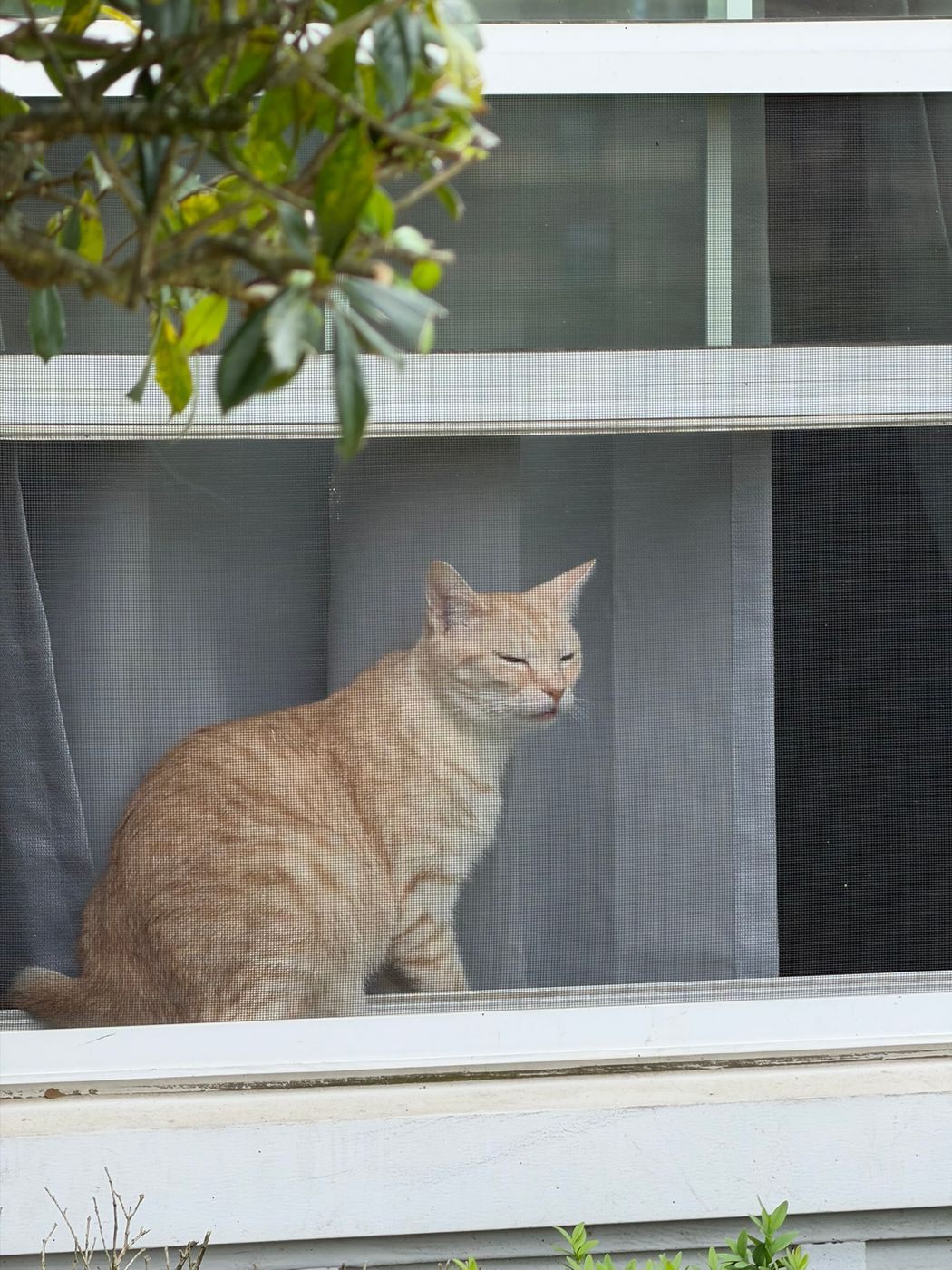 Pet photo 75