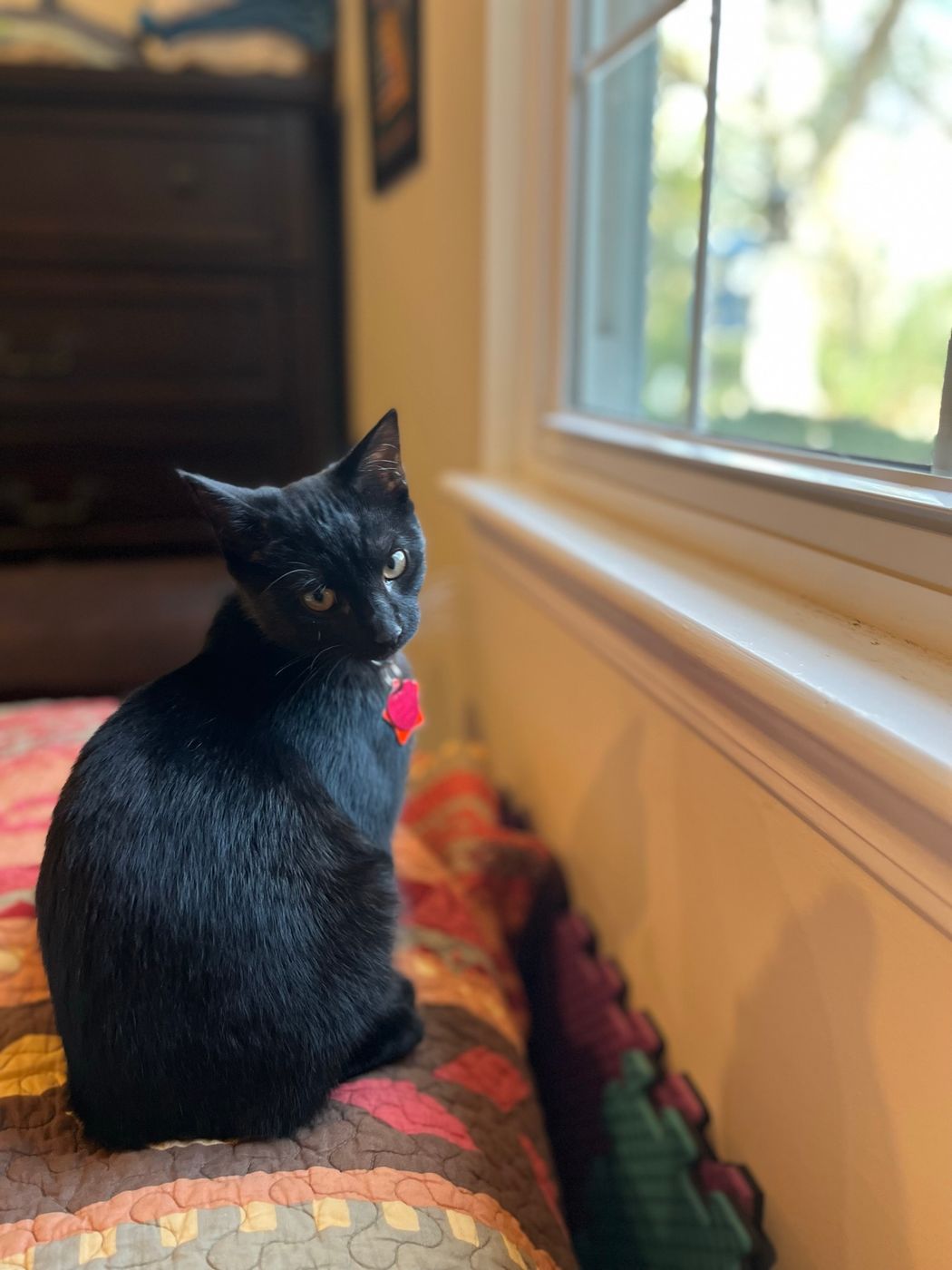 Pet photo 76
