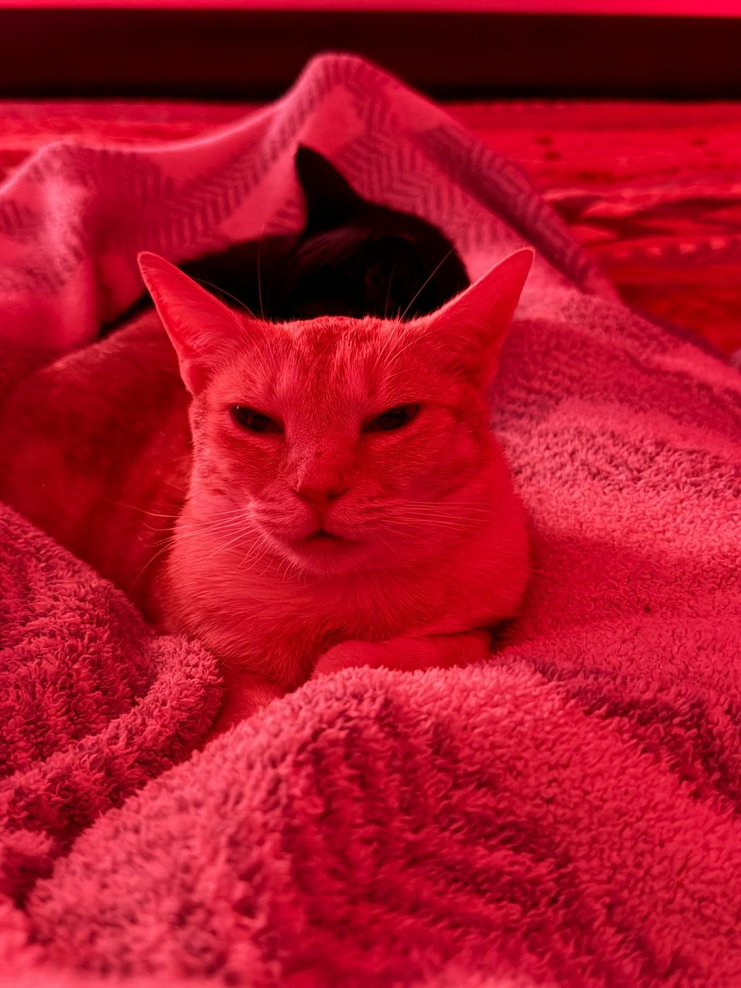 Pet photo 78