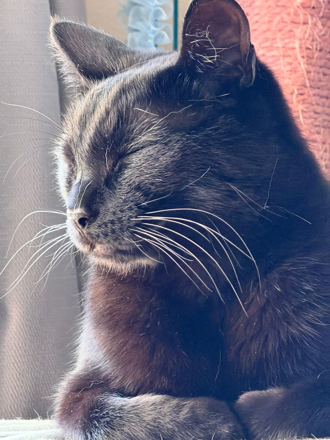 Pet photo 79