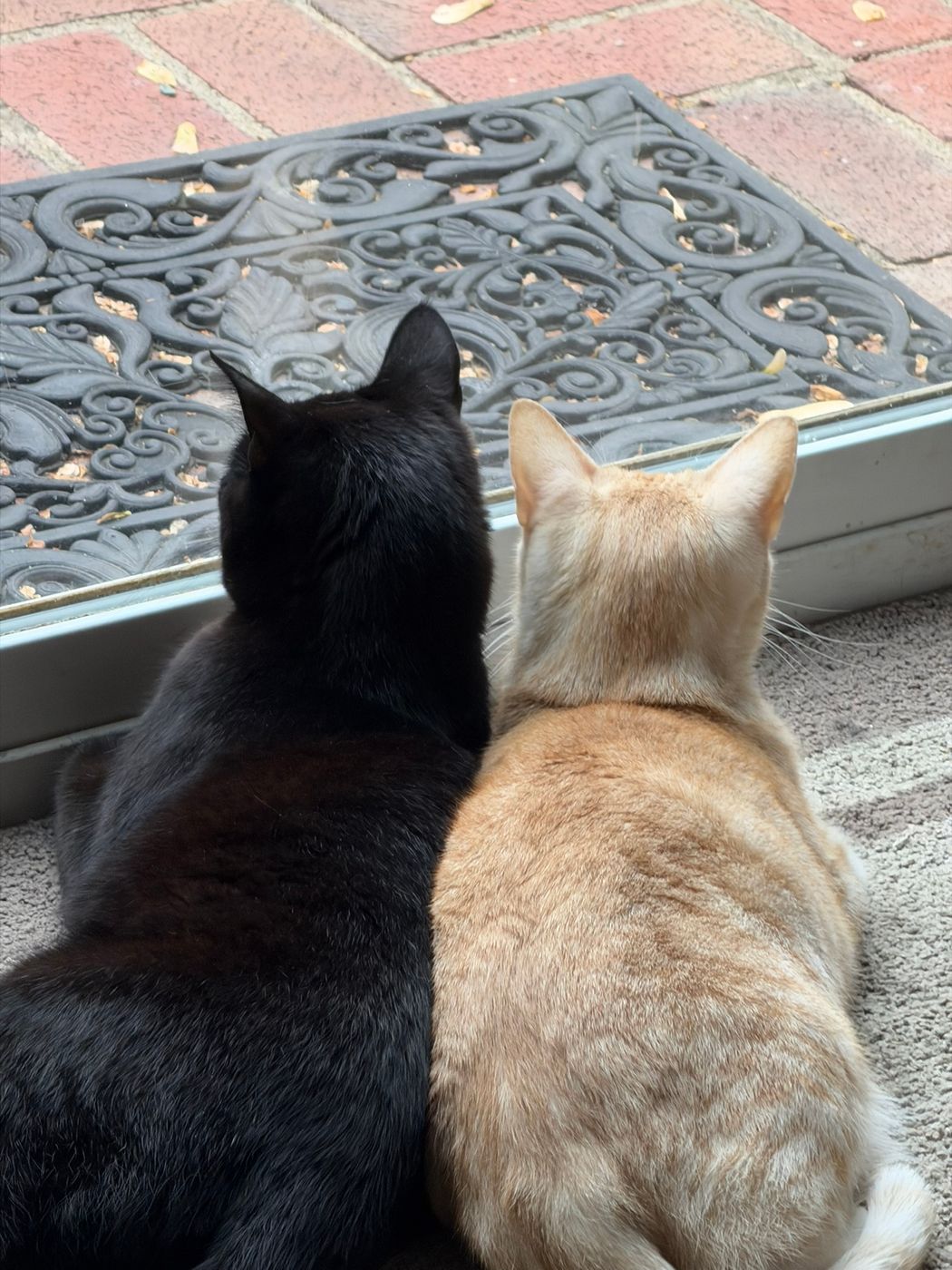 Pet photo 80