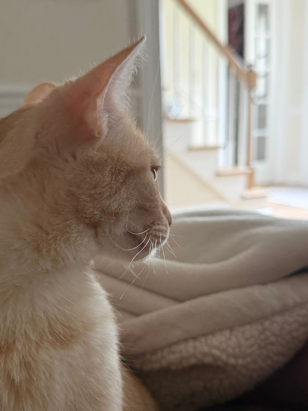 Pet photo 82
