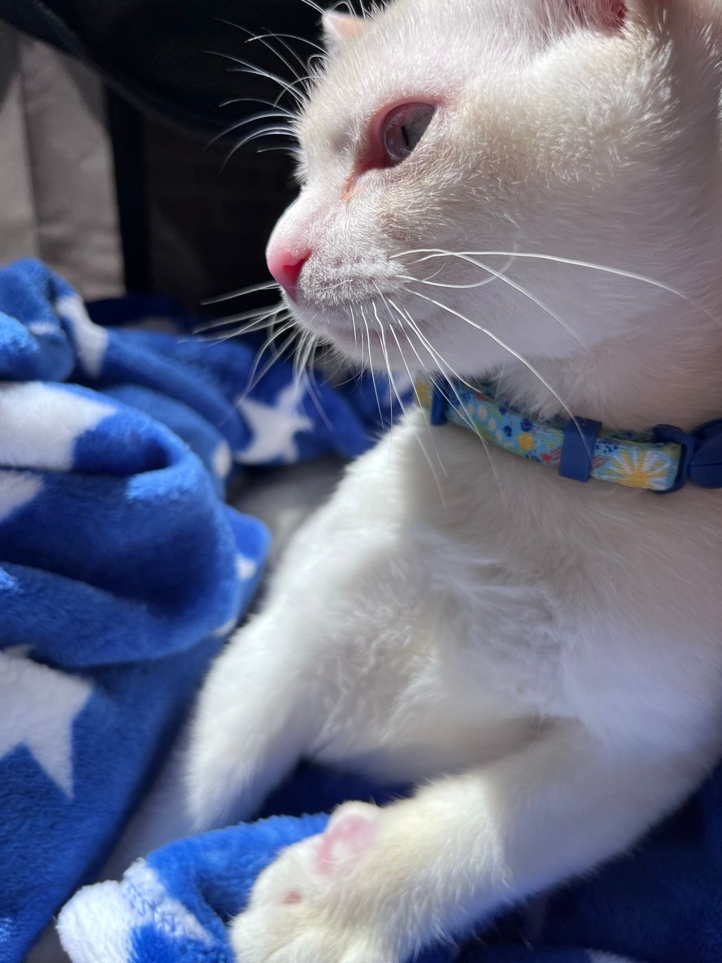 Pet photo 83
