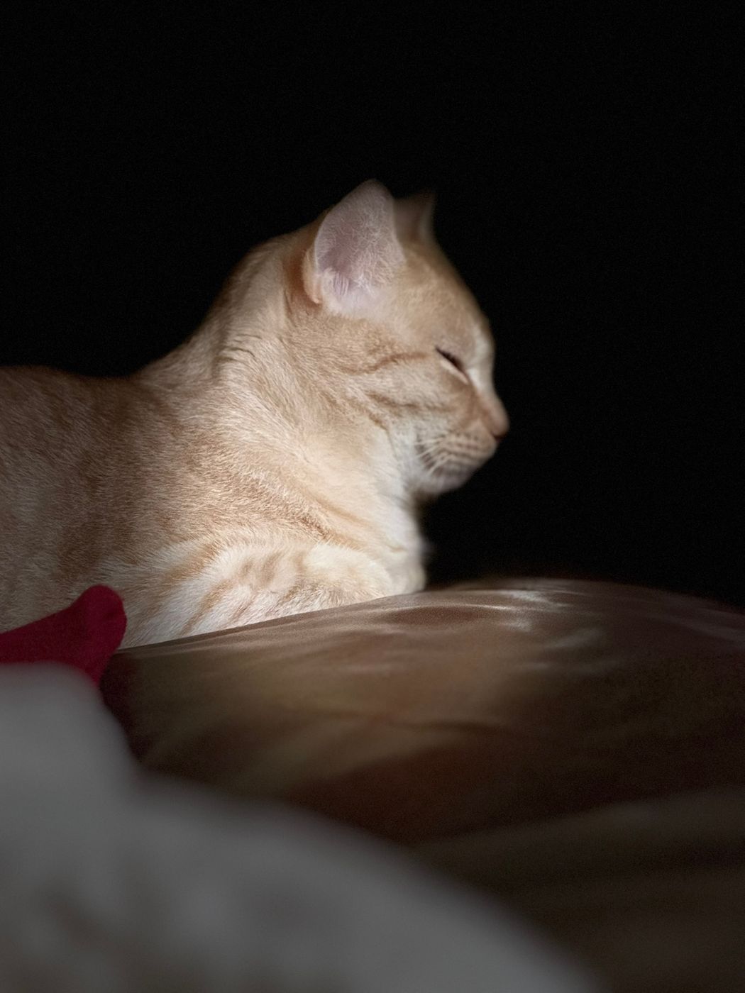 Pet photo 88