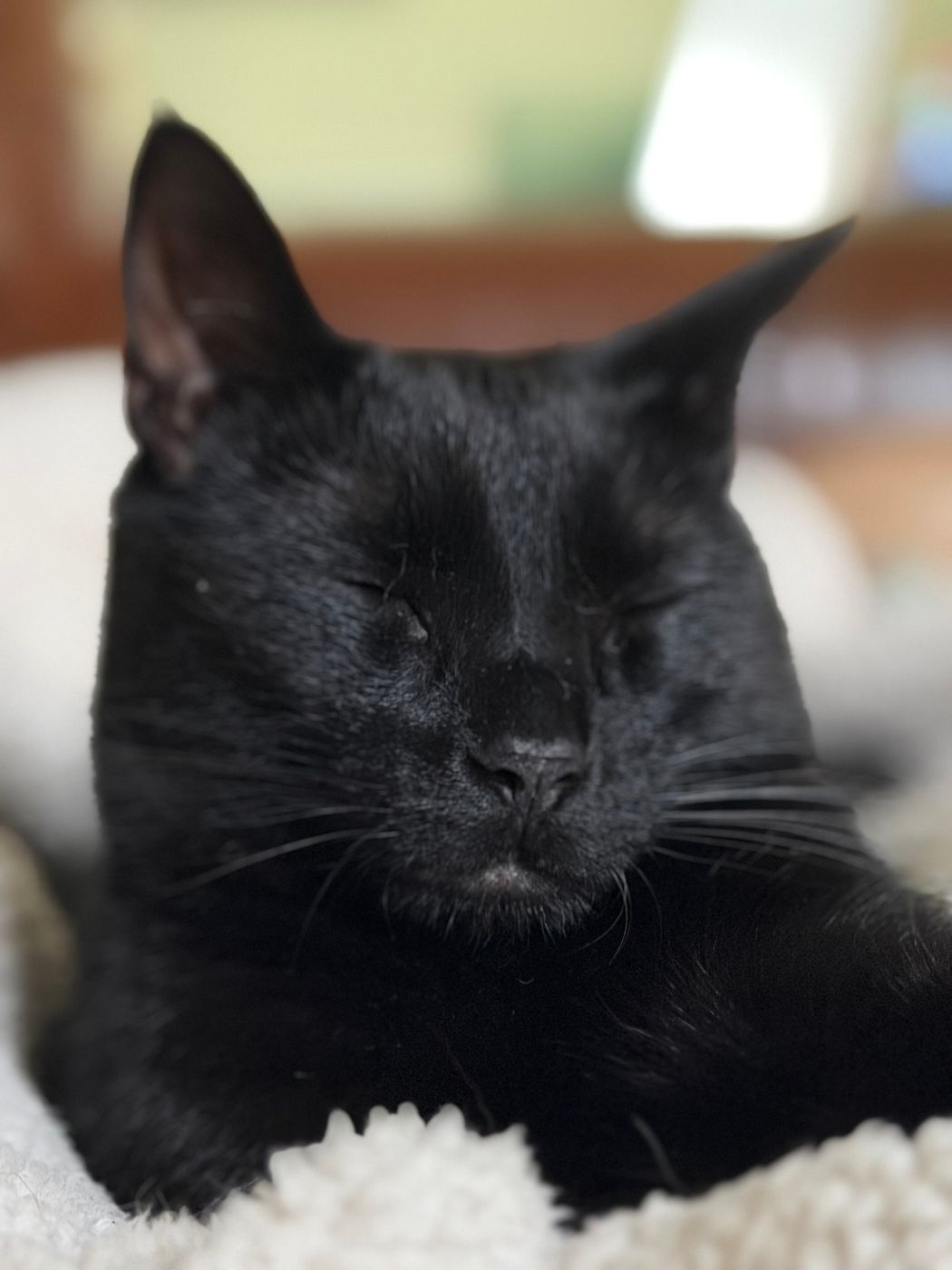 Pet photo 89