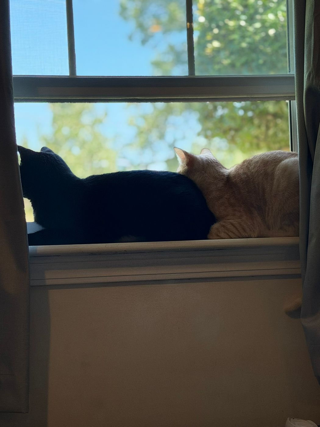 Pet photo 90
