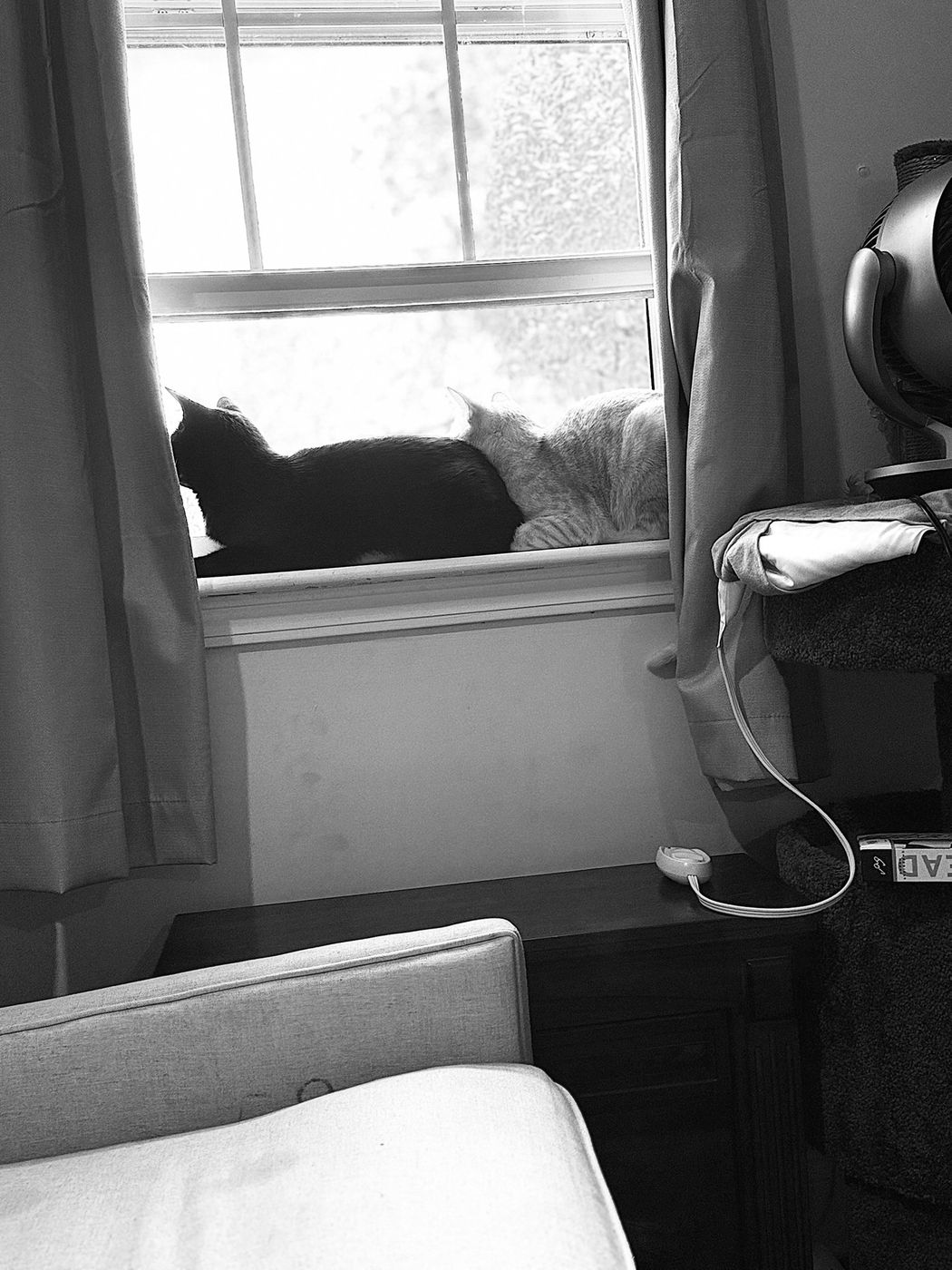 Pet photo 91