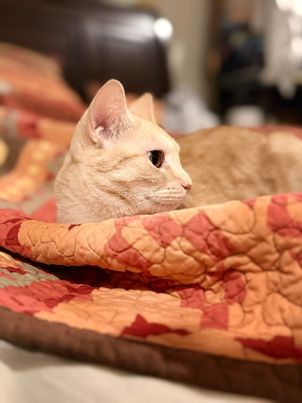 Pet photo 92