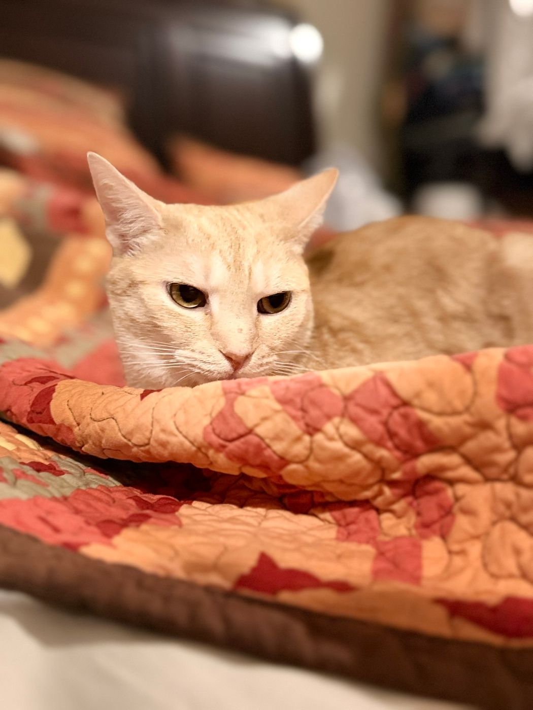 Pet photo 93