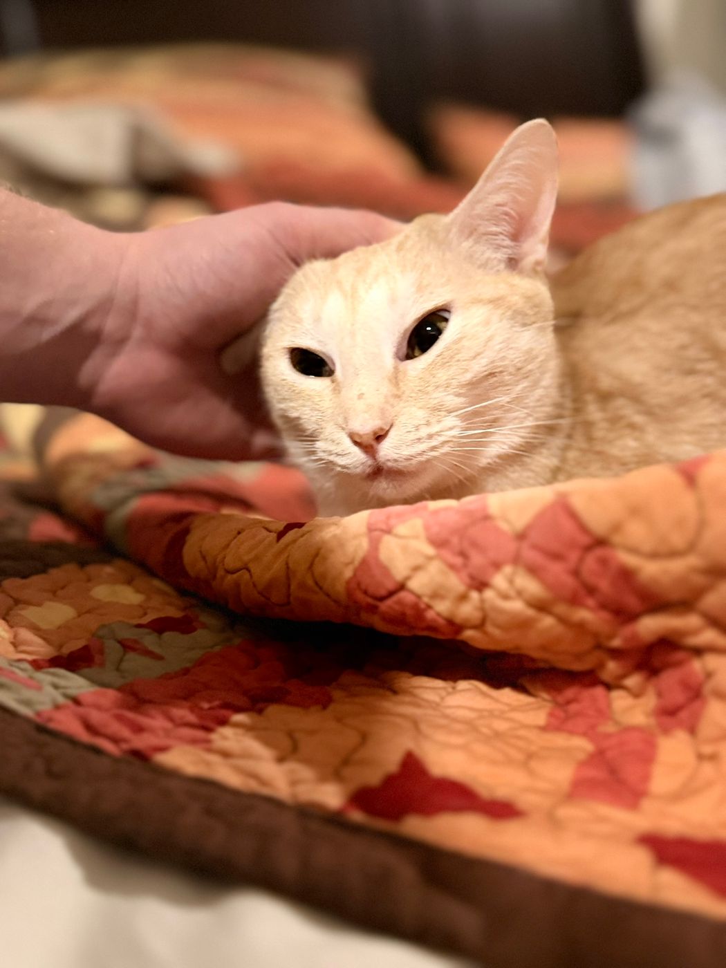 Pet photo 96