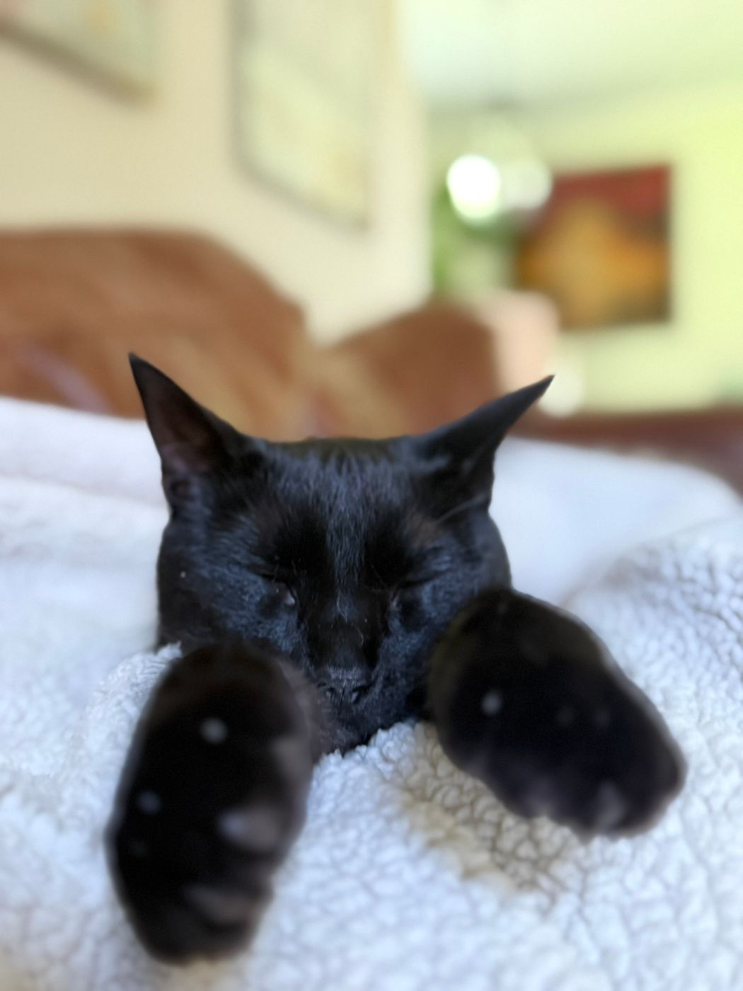 Pet photo 97