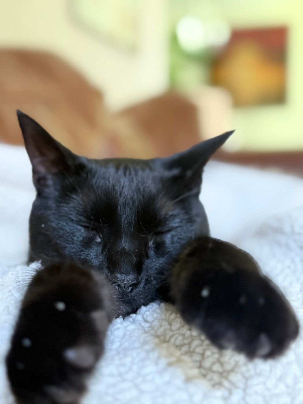 Pet photo 98