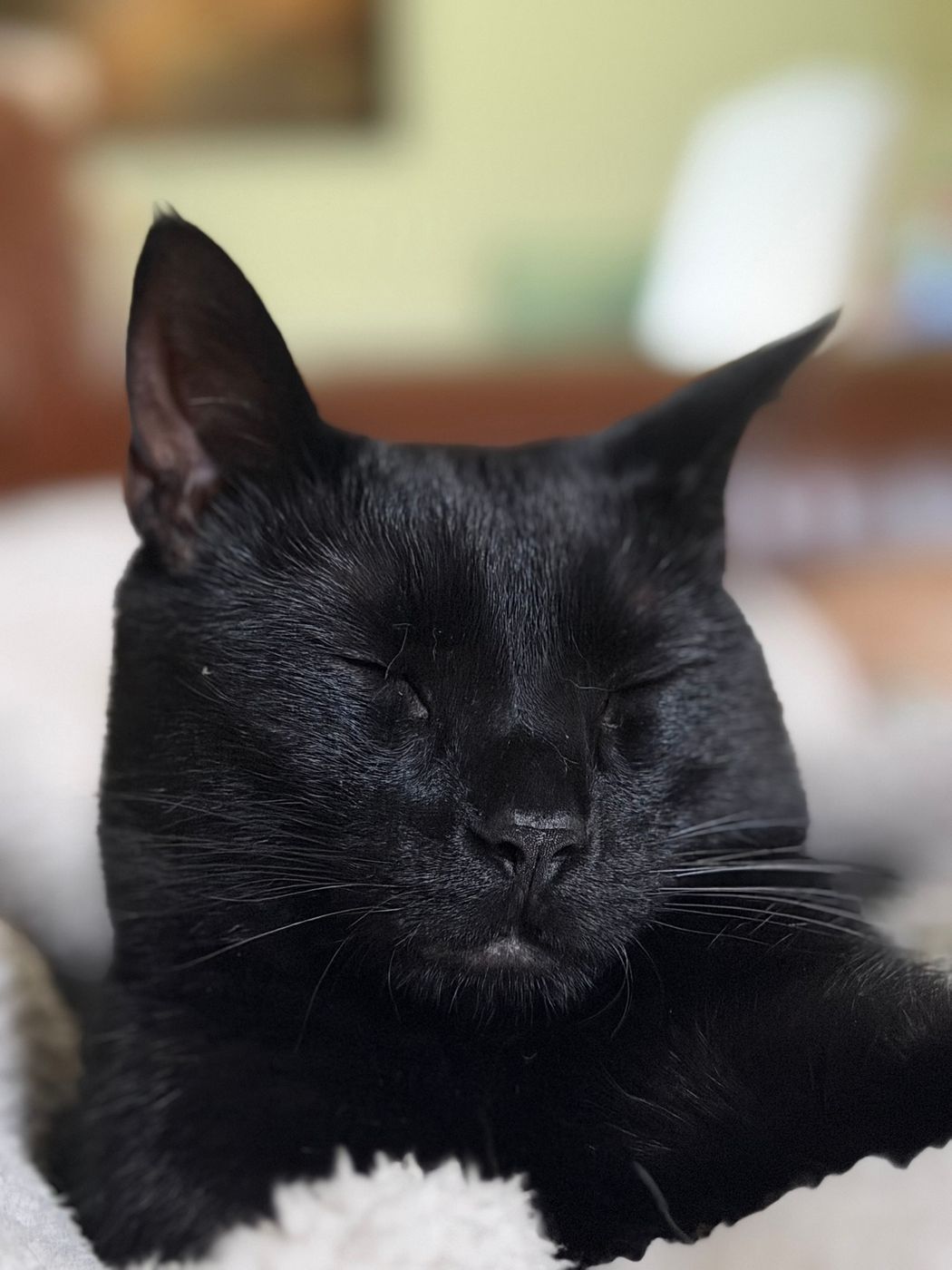 Pet photo 99