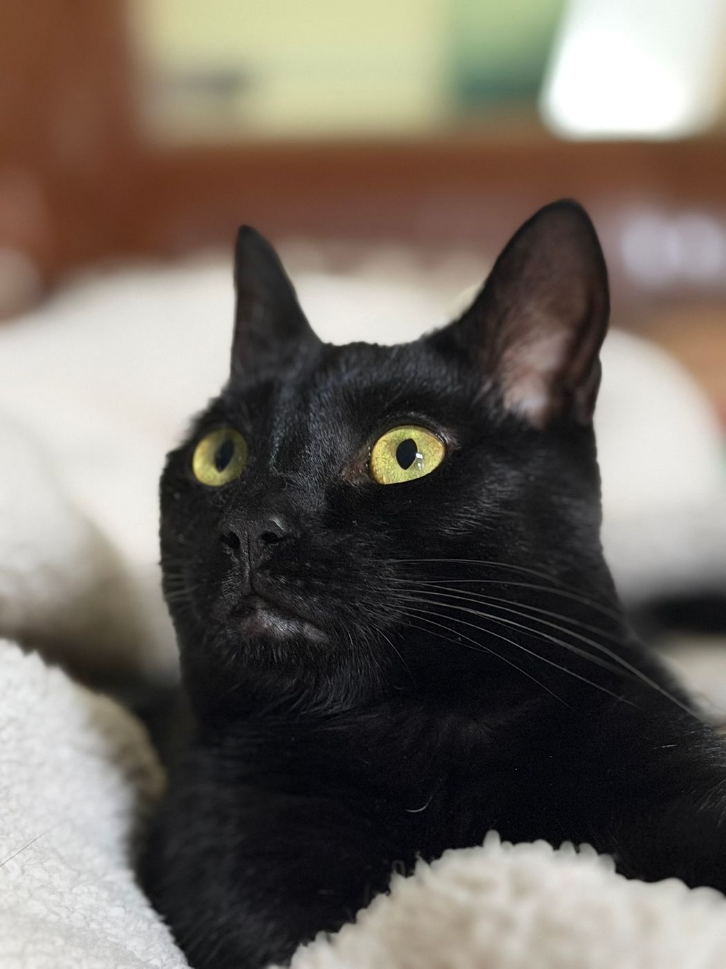 Pet photo 100