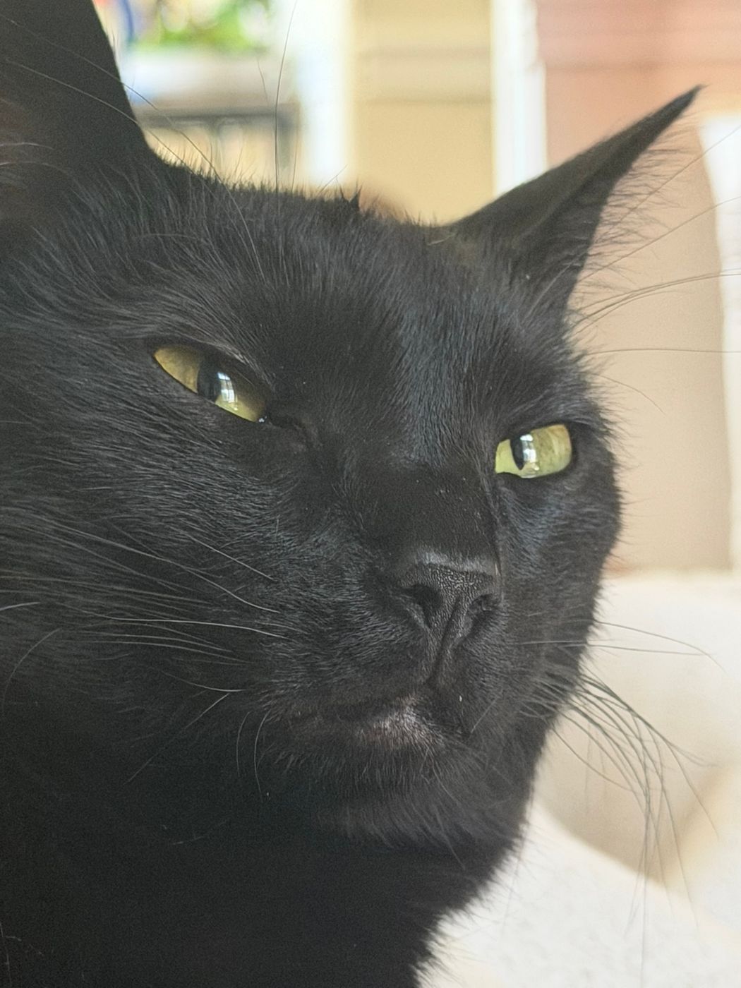 Pet photo 102