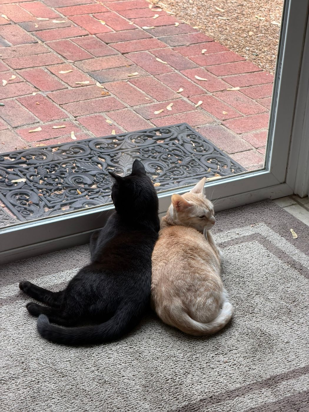 Pet photo 103