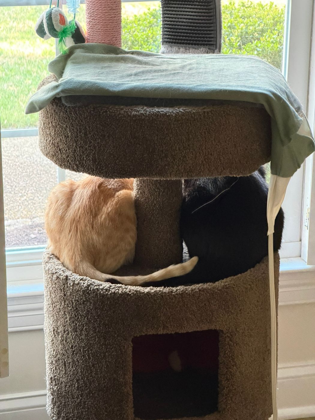 Pet photo 105