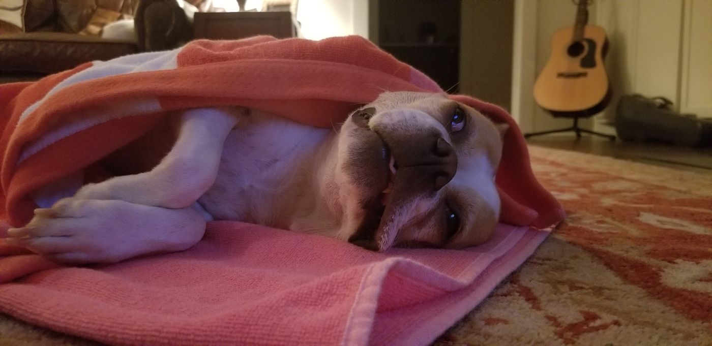 Pet photo 1