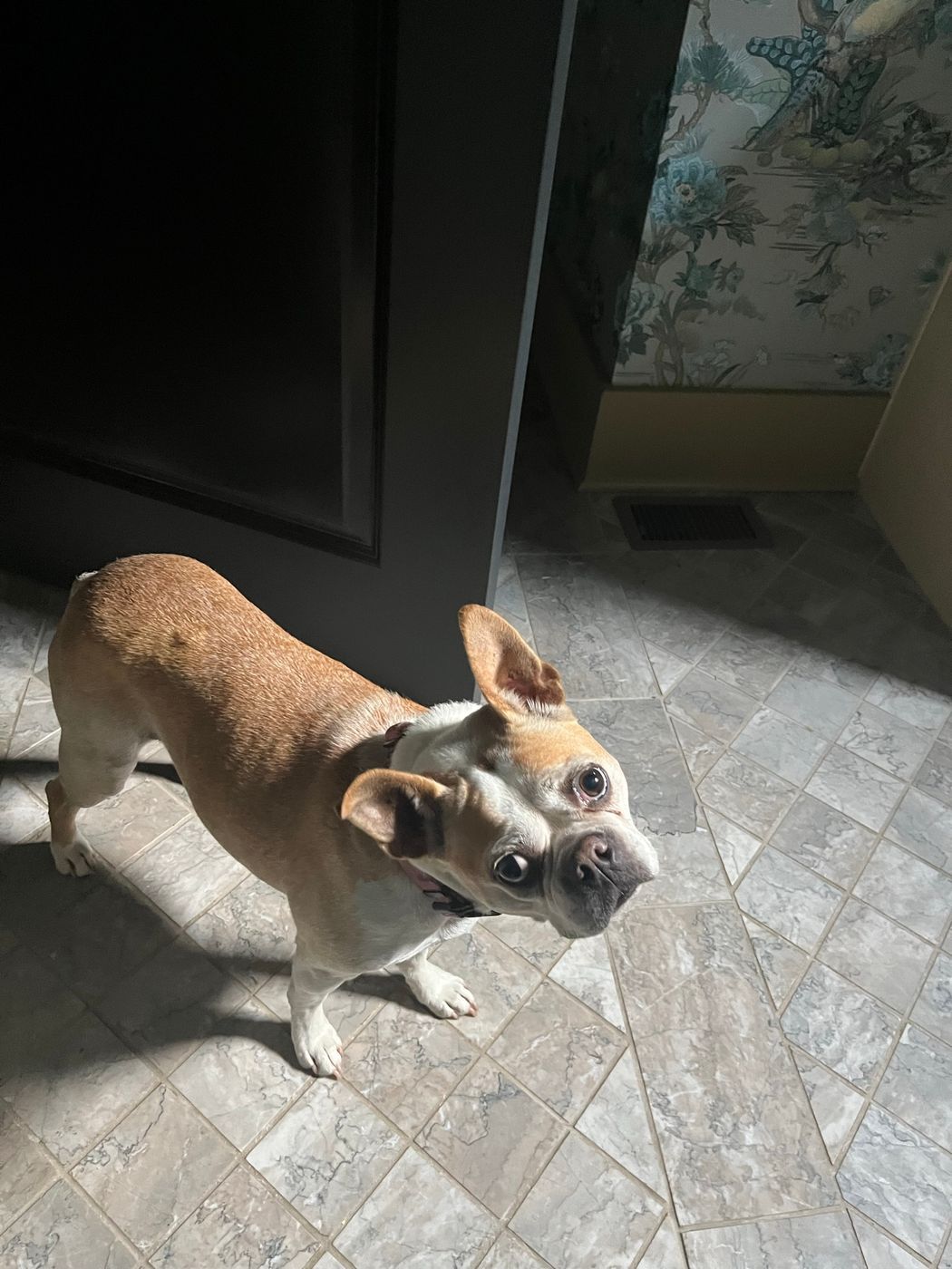Pet photo 4