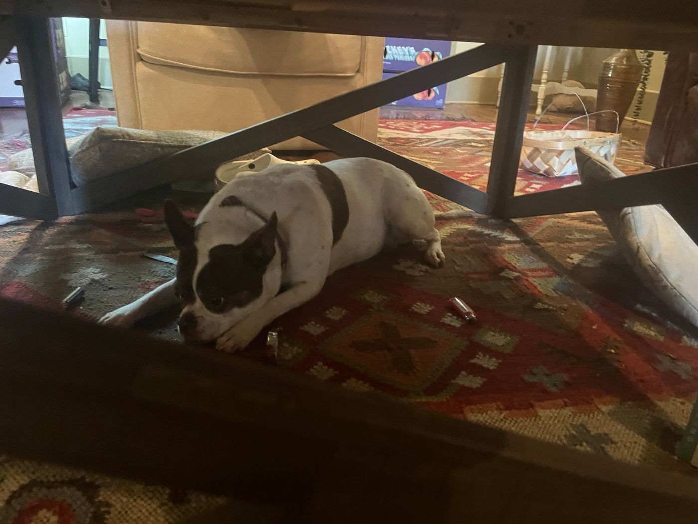 Pet photo 5