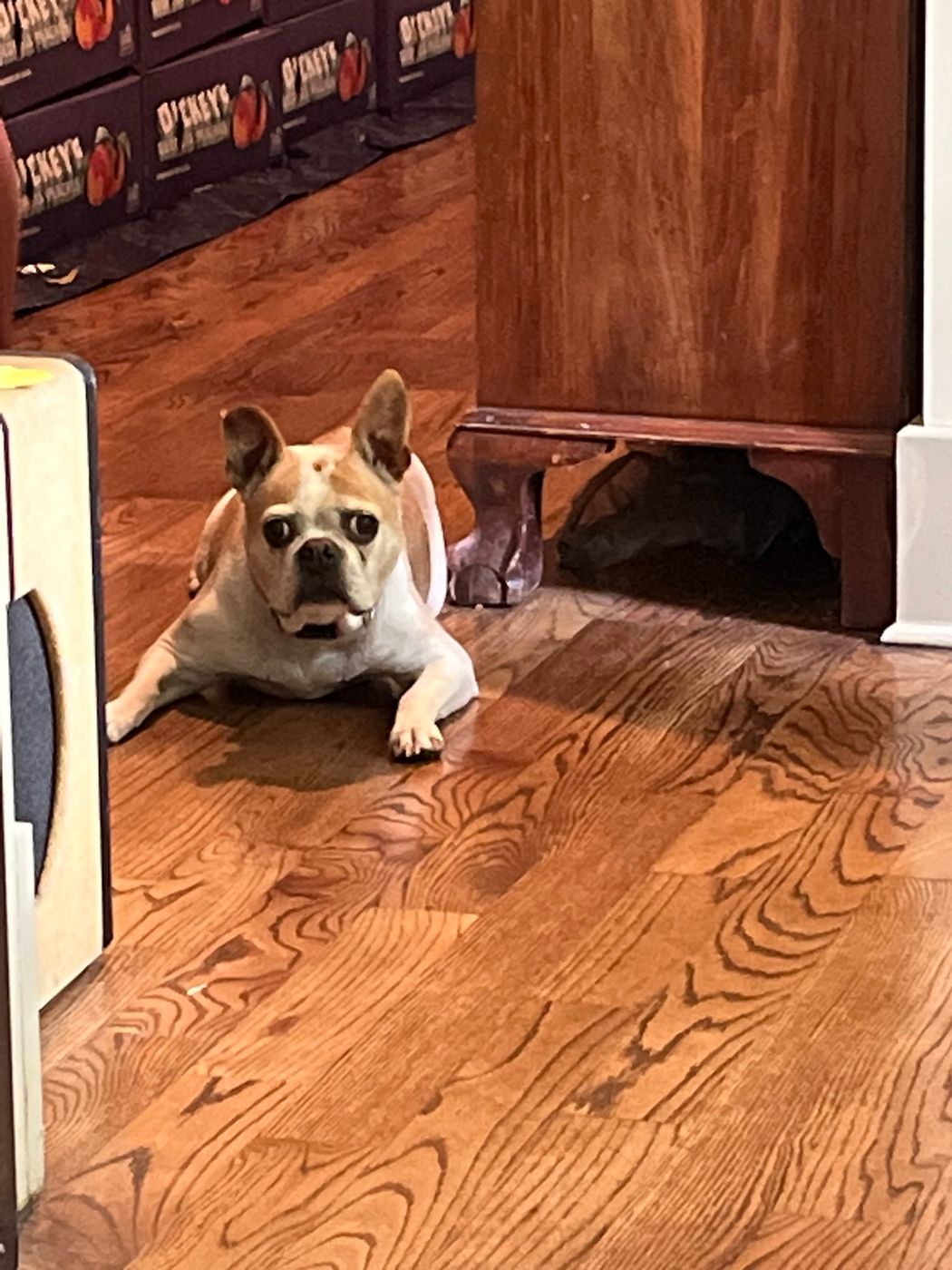 Pet photo 11