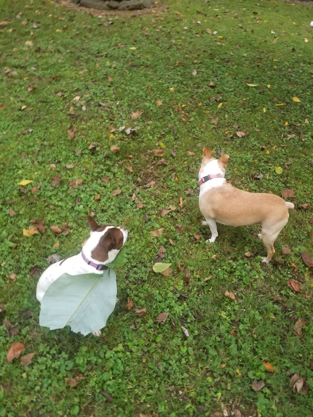 Pet photo 14