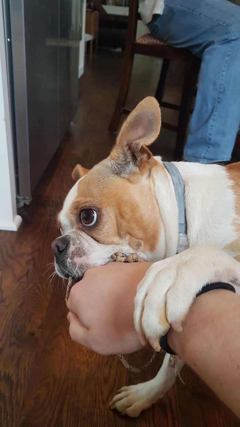 Pet photo 15