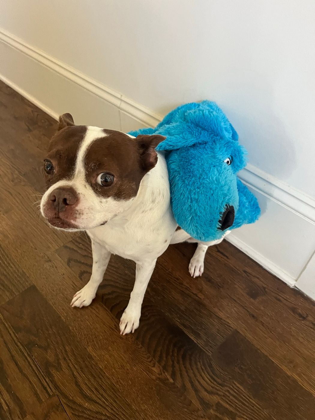 Pet photo 16
