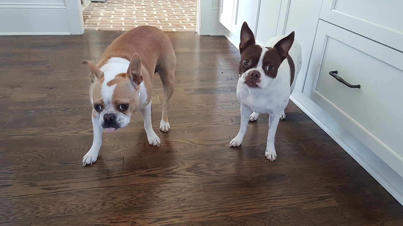 Pet photo 17