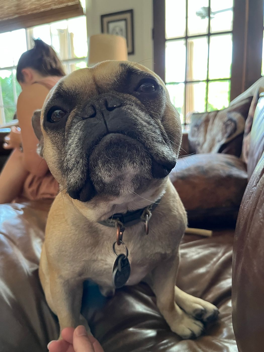 Pet photo 18