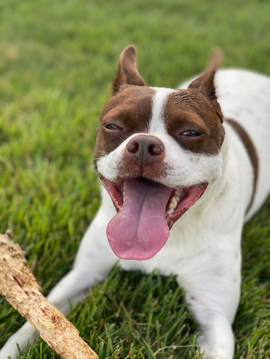 Pet photo 19