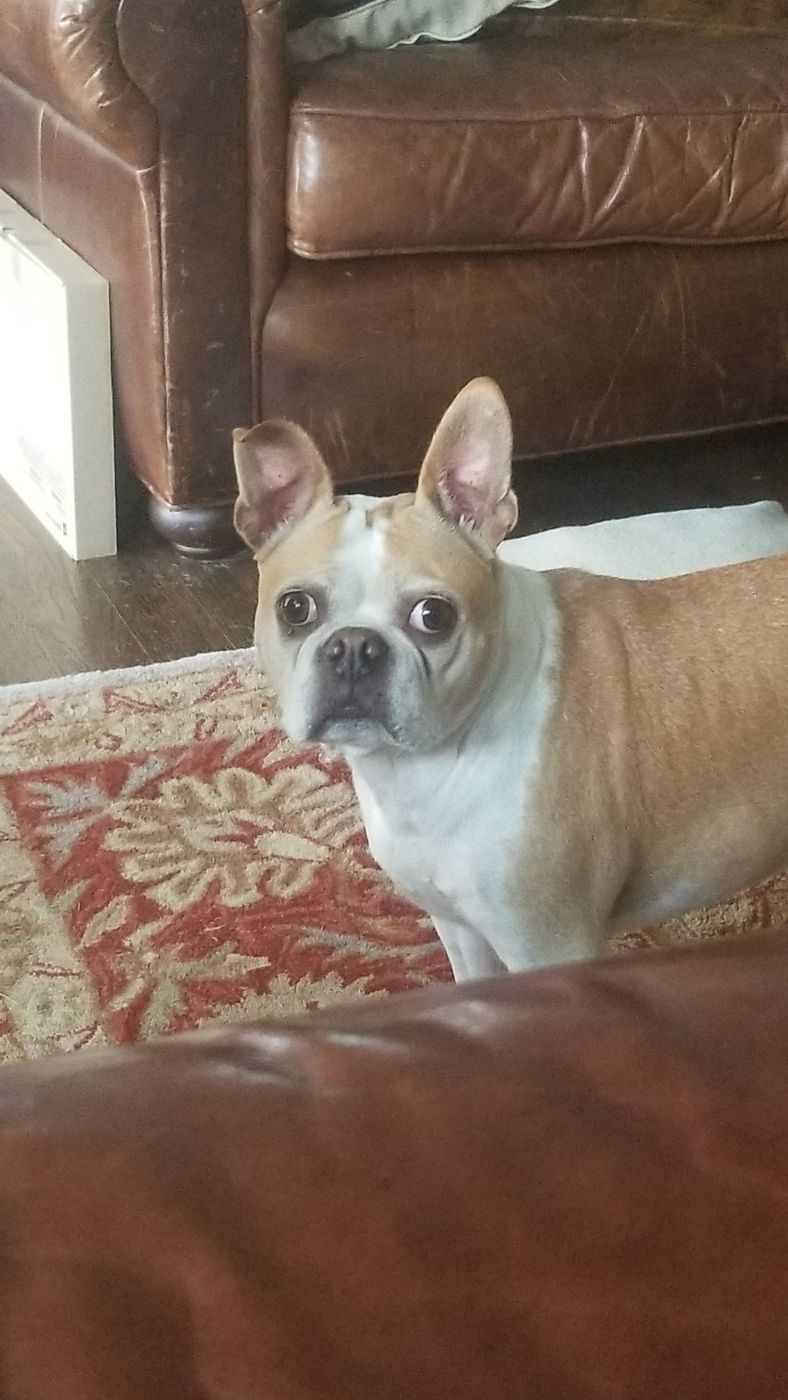 Pet photo 20