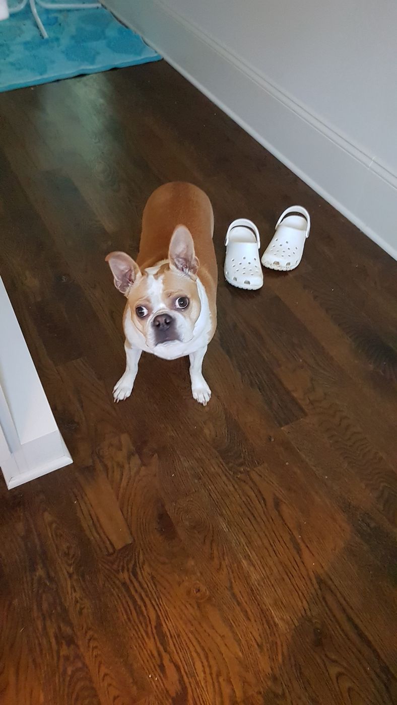 Pet photo 21