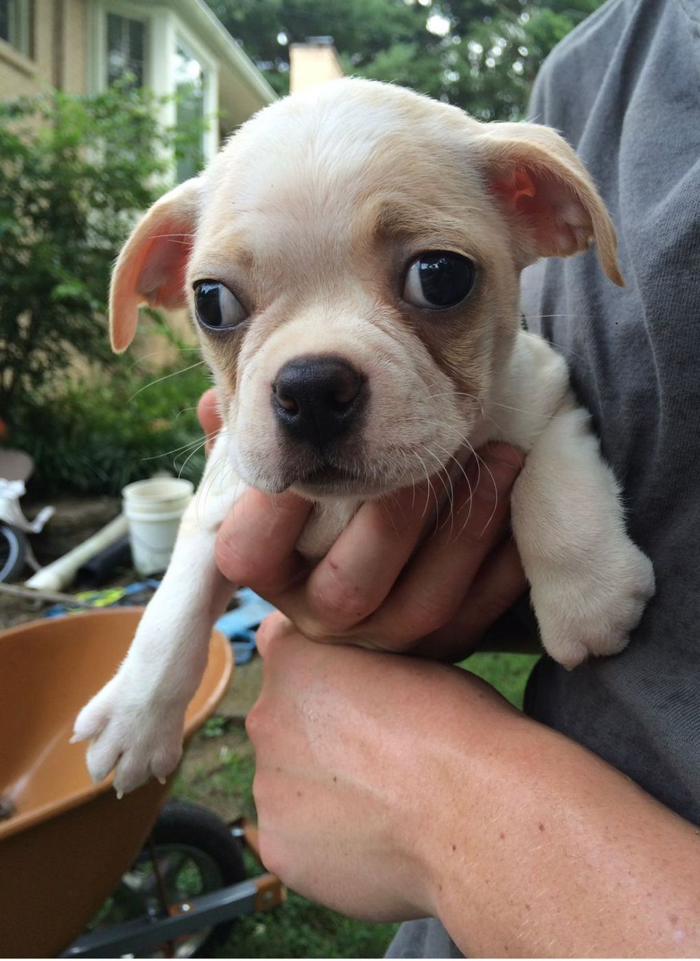 Pet photo 22