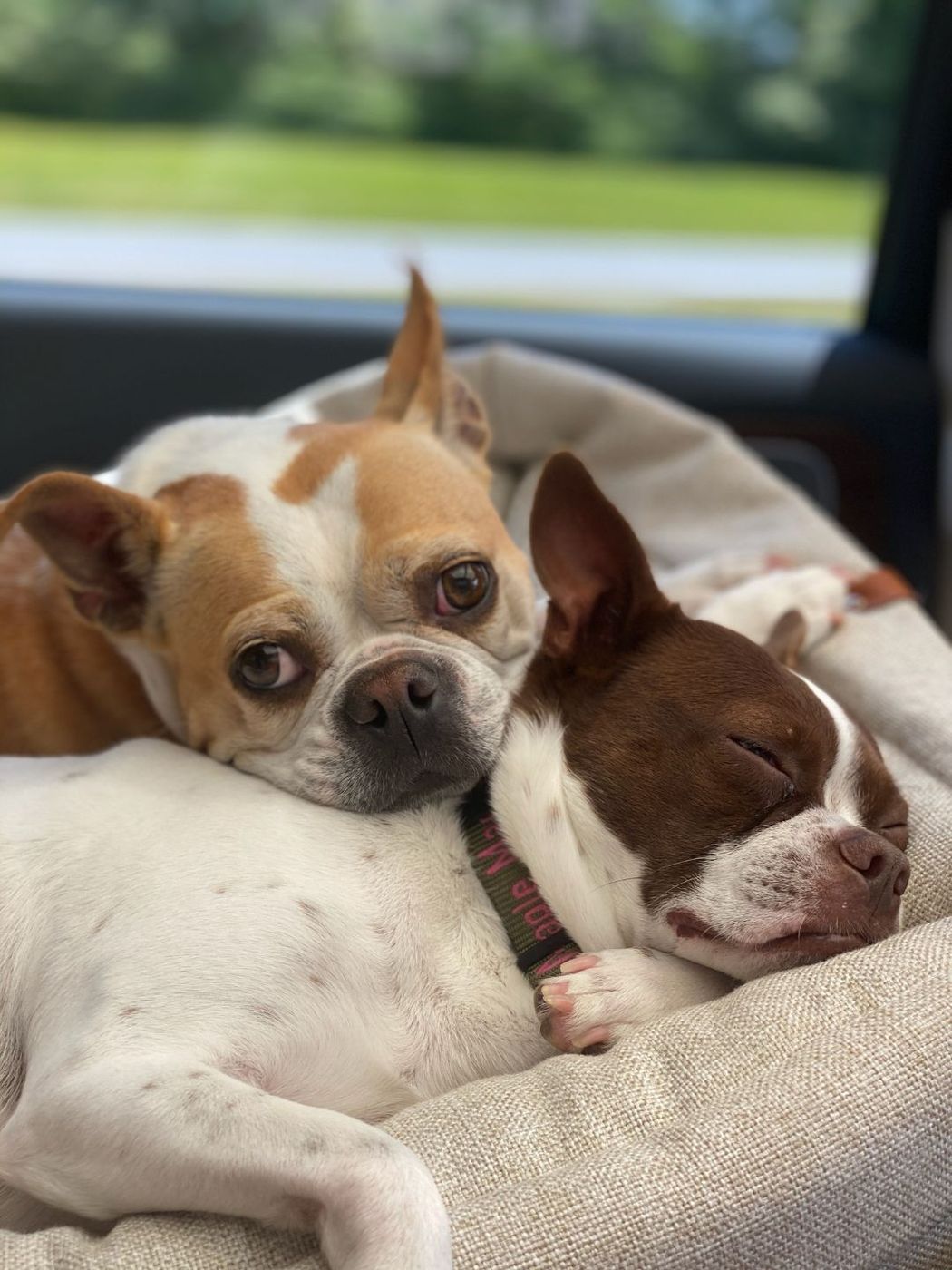 Pet photo 23