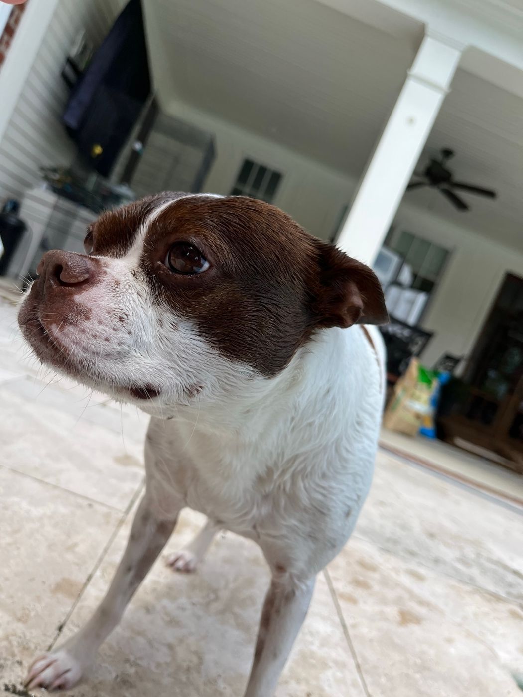 Pet photo 24