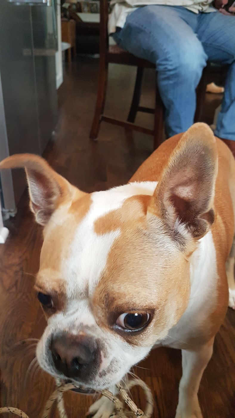 Pet photo 25