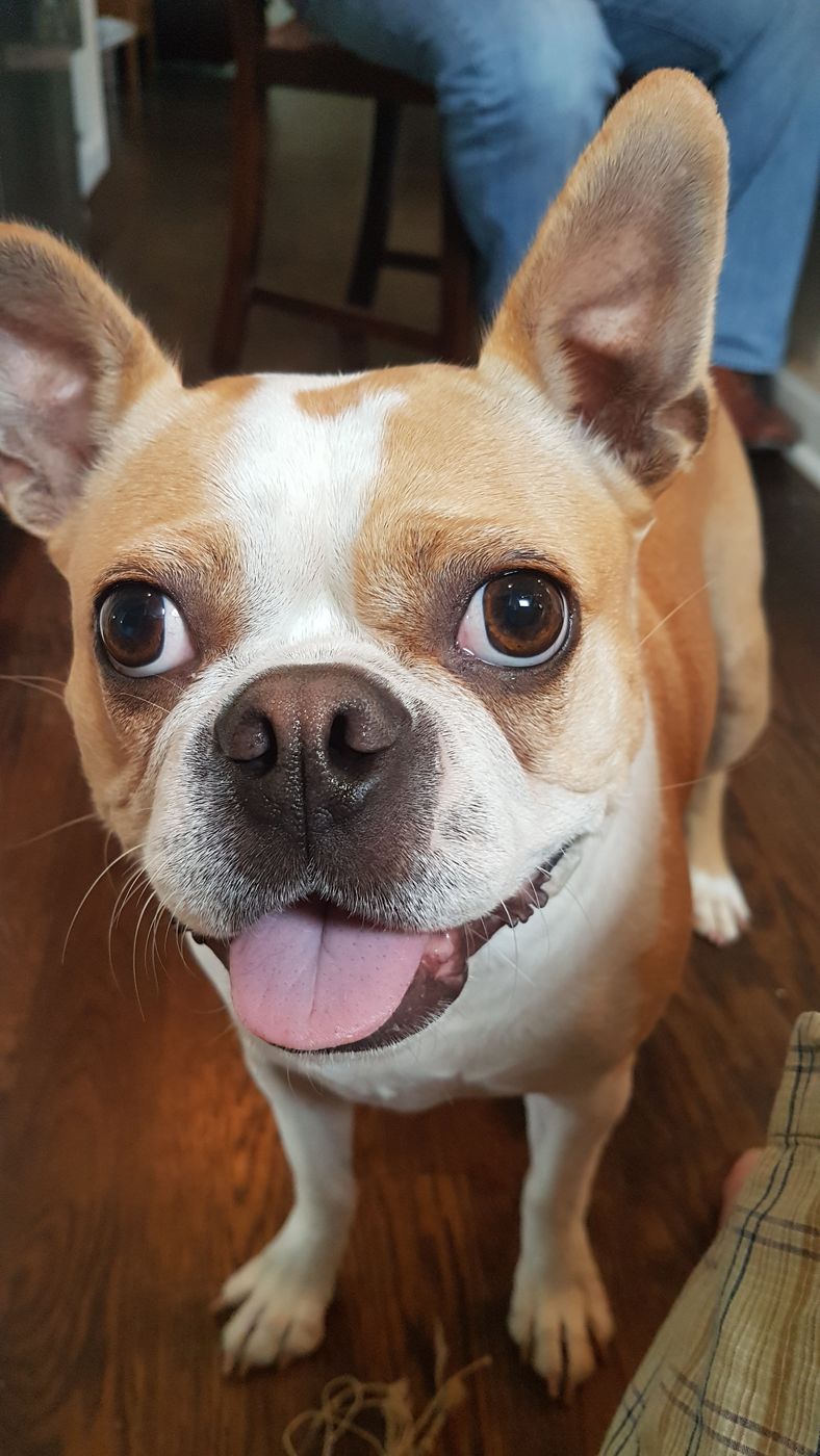 Pet photo 26