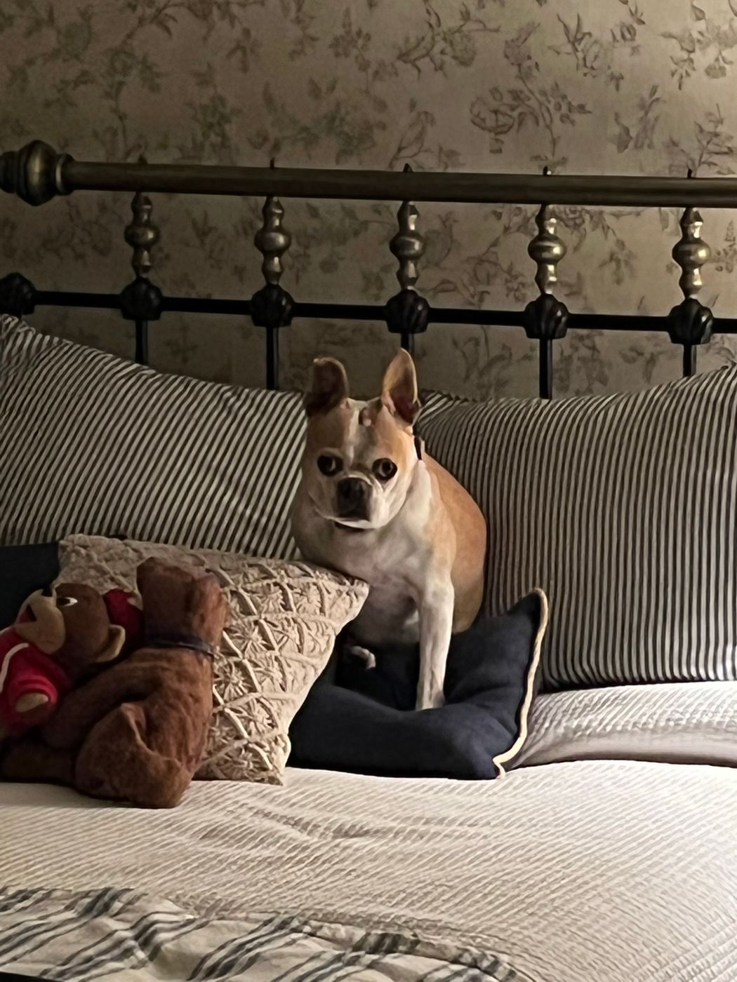 Pet photo 27