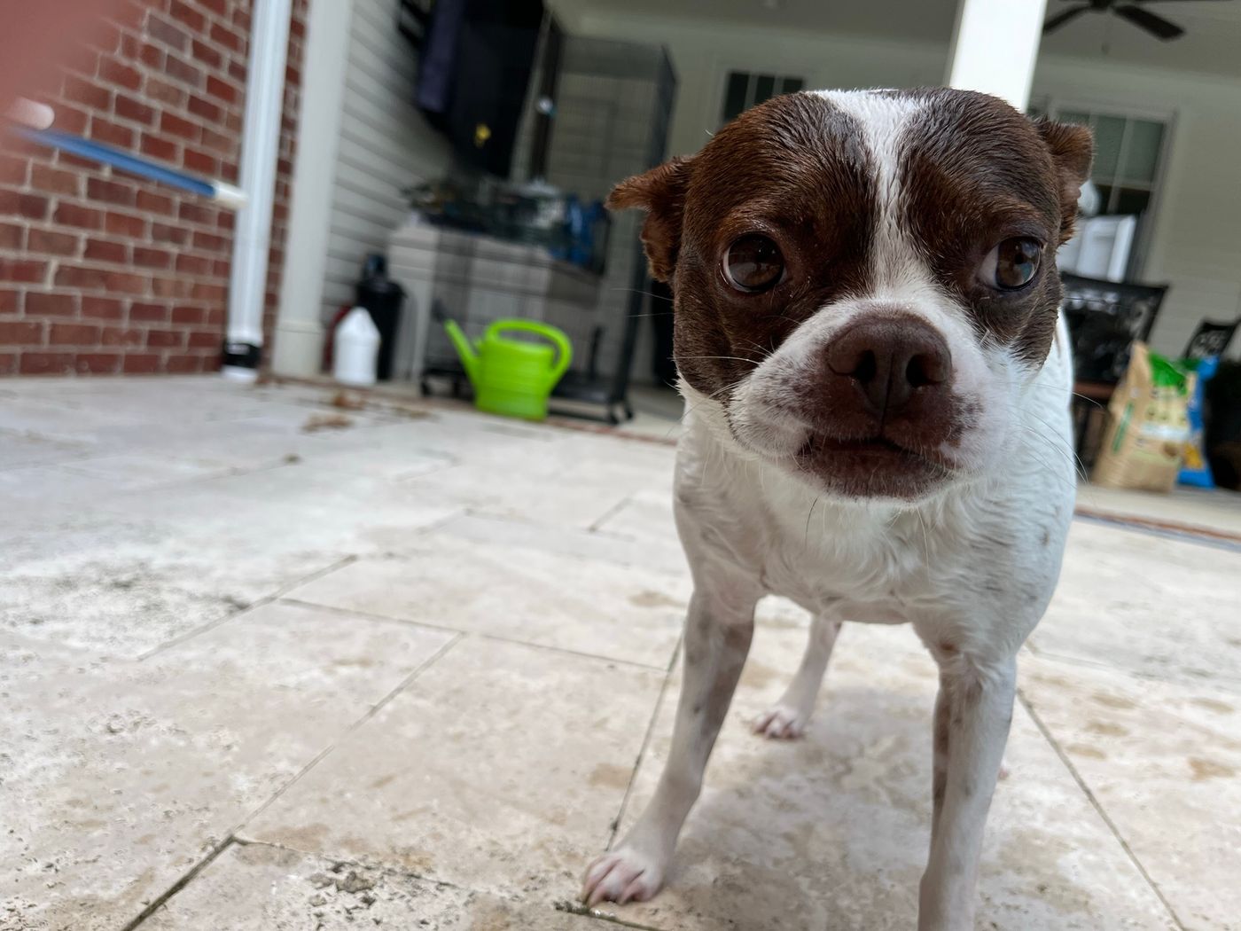 Pet photo 29