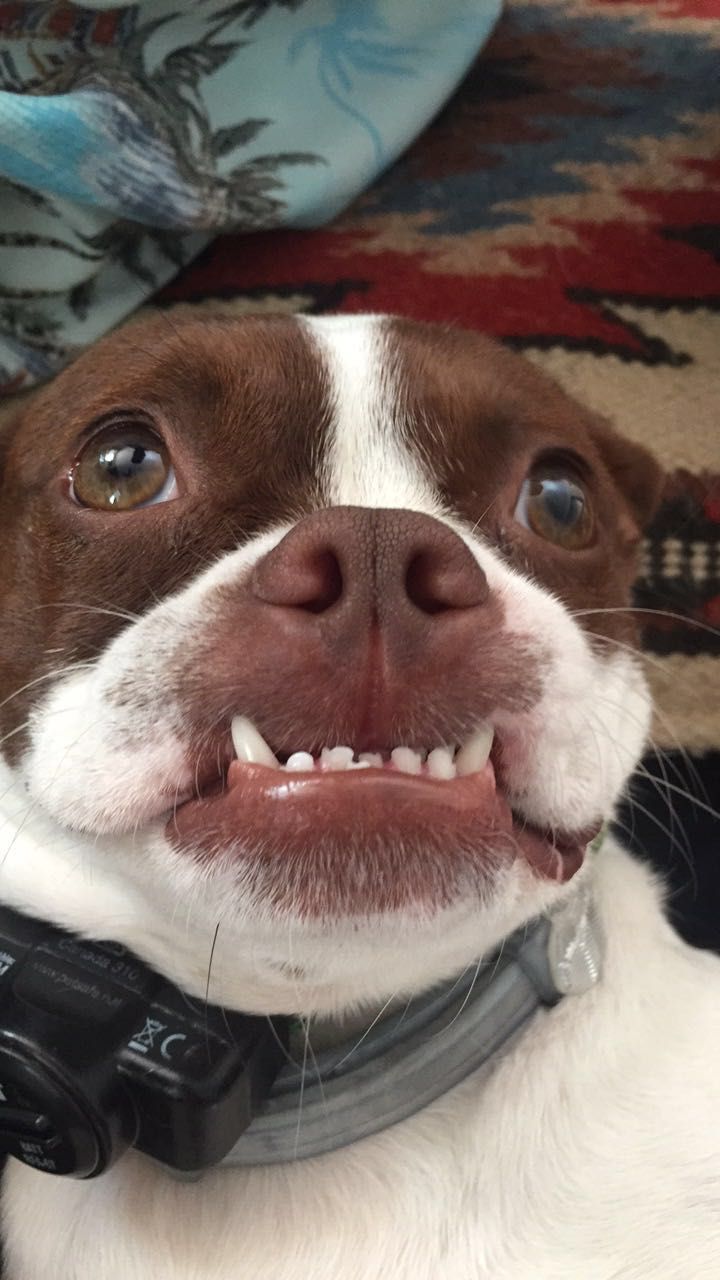 Pet photo 30