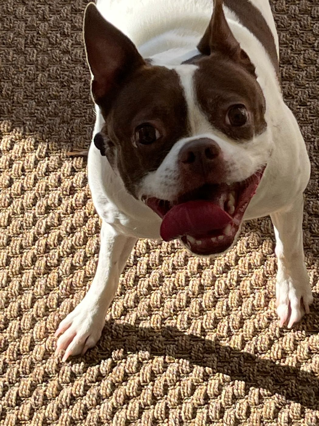 Pet photo 32