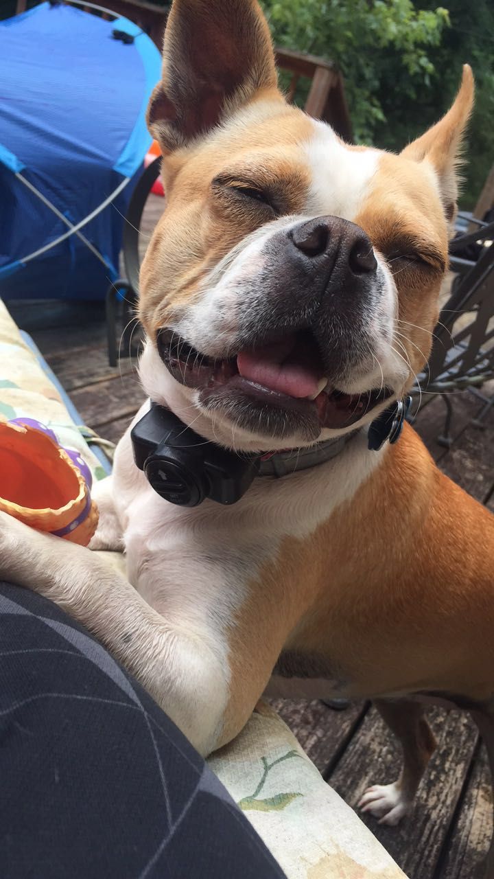 Pet photo 33