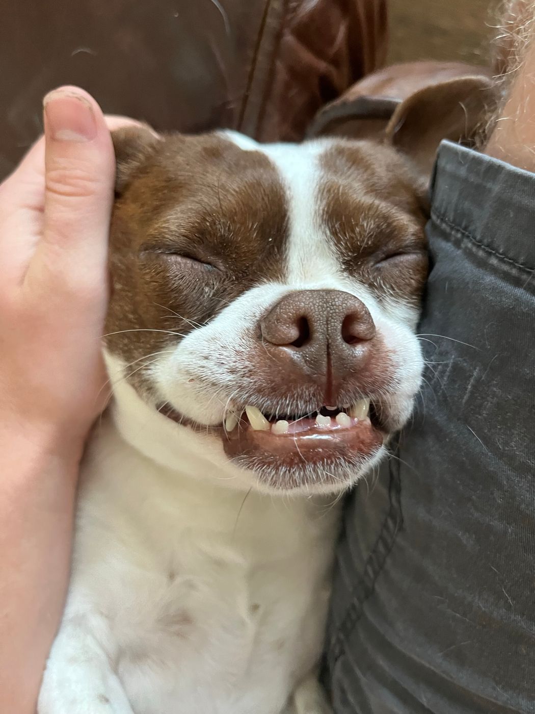 Pet photo 34