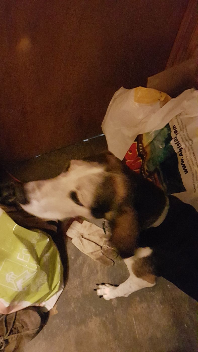 Pet photo 35