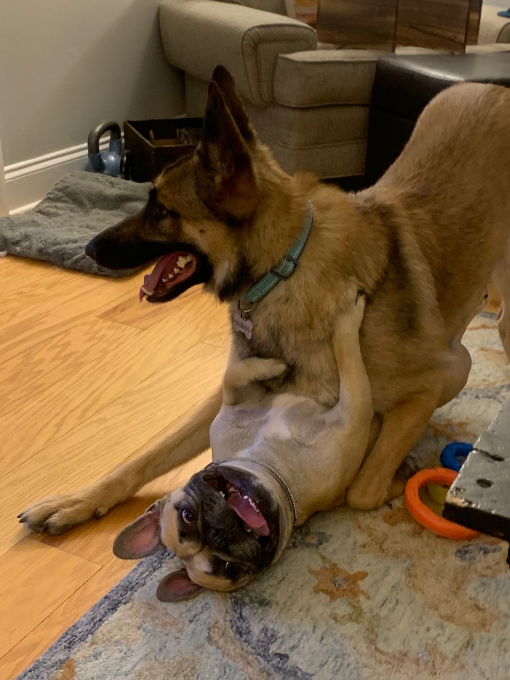Pet photo 36