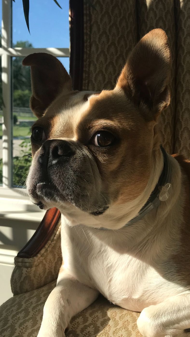Pet photo 37