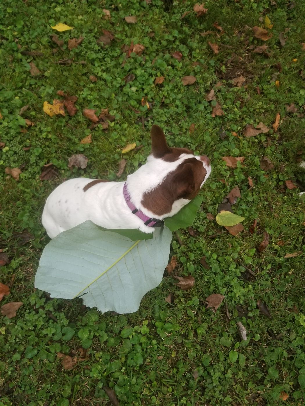 Pet photo 38
