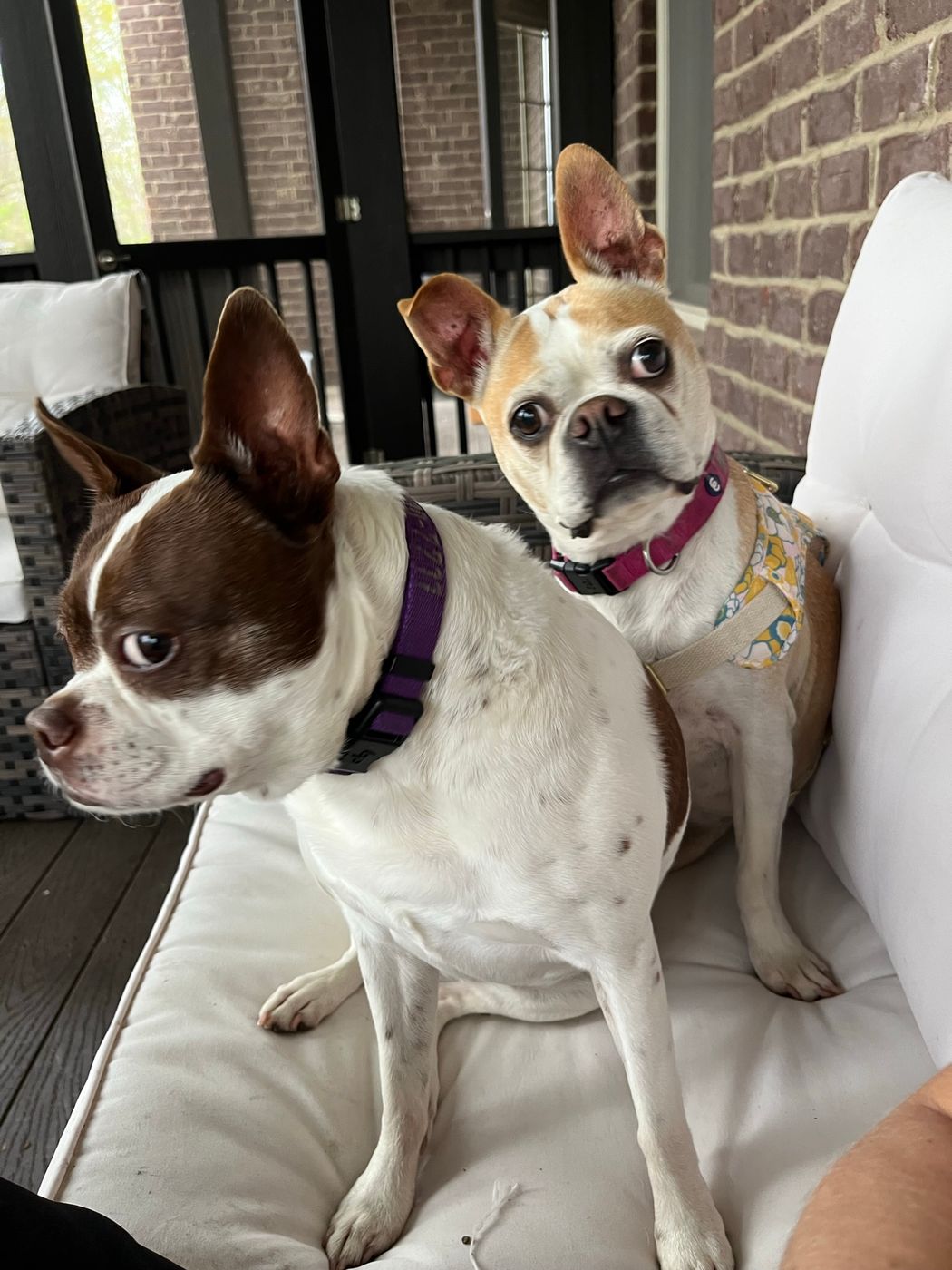 Pet photo 40