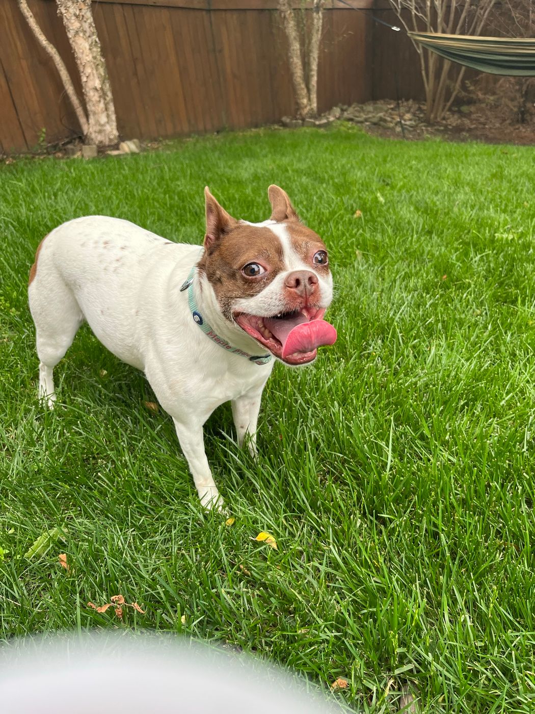 Pet photo 41